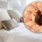 Bed bugs Control