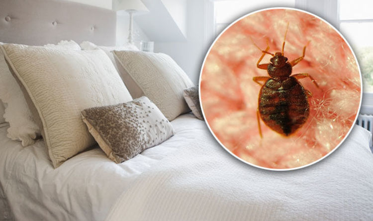 Bed bugs Control