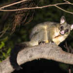 Possum Removal