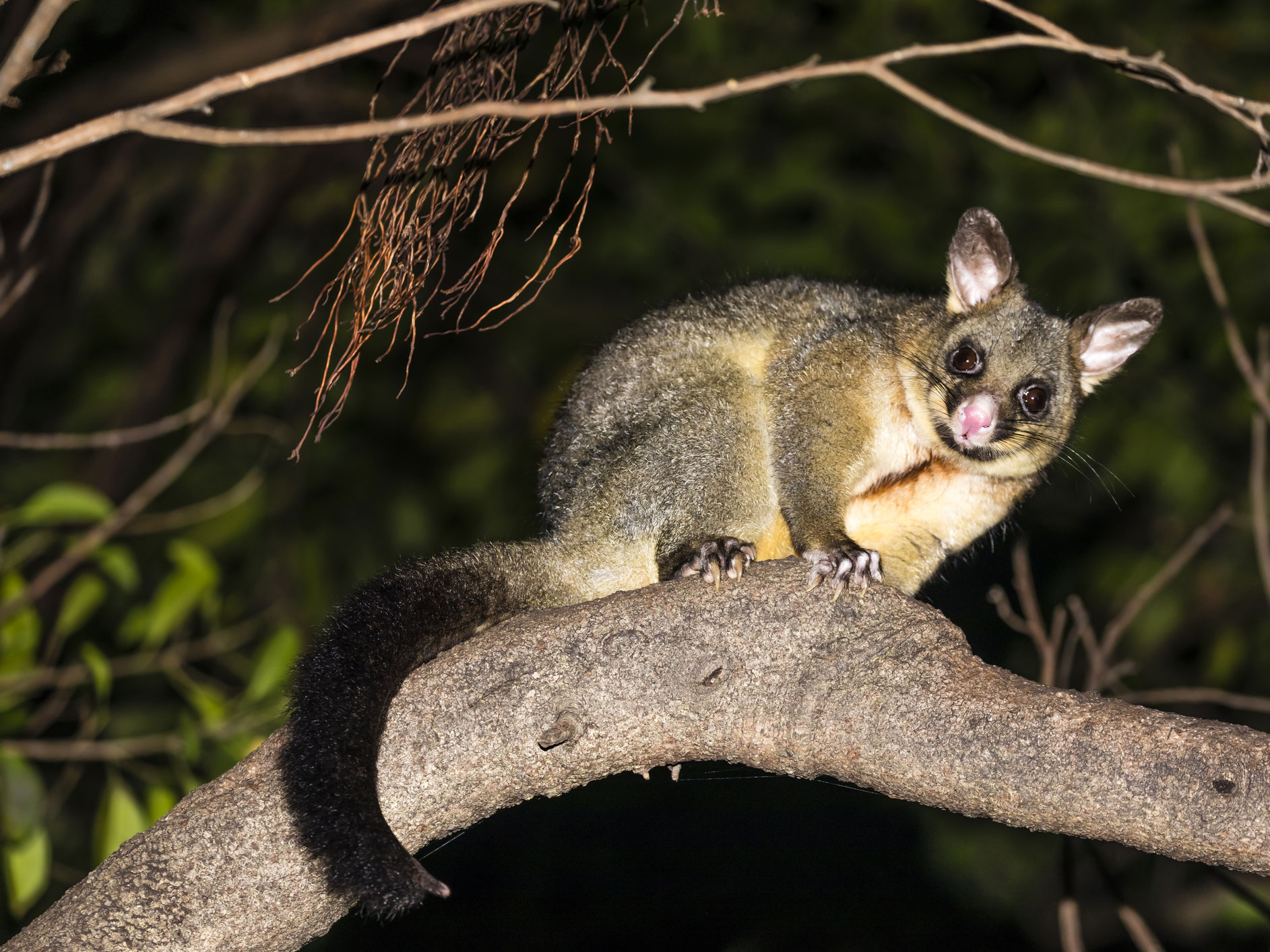 Possum Removal