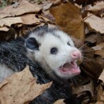 Possums Get Scared Of