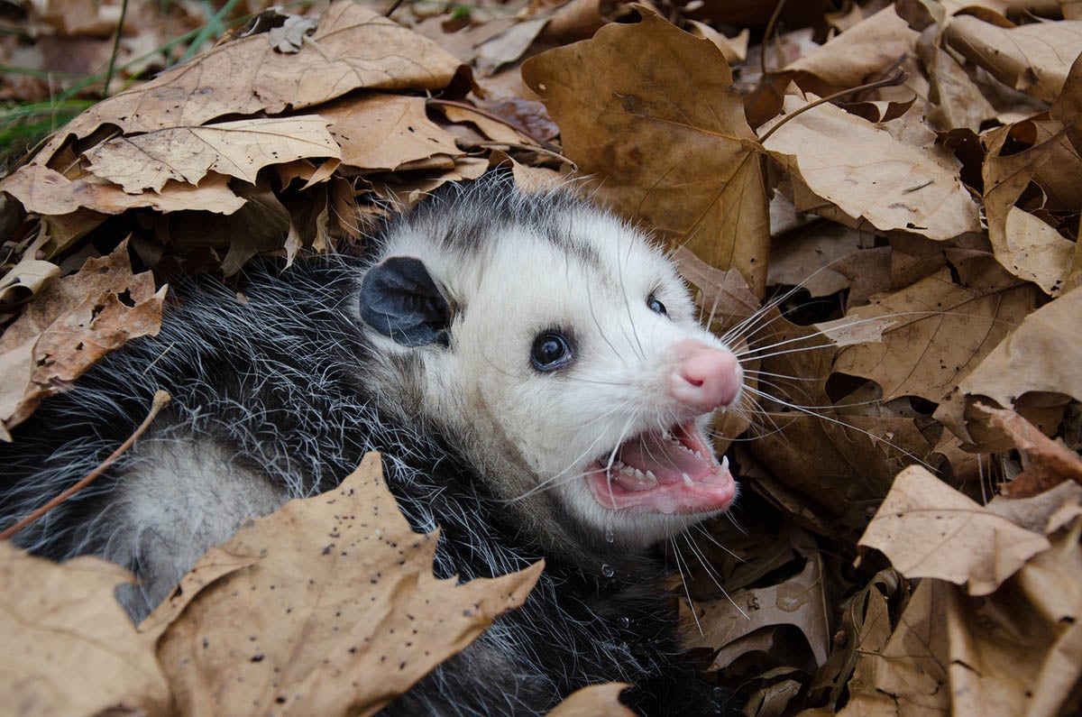 Possums Get Scared Of