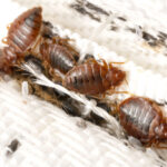 Bed Bug Inspection