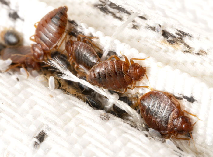 Bed Bug Inspection