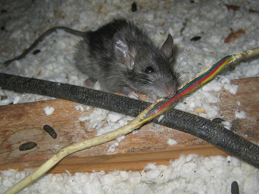 Mice in Ceiling