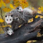 Possums