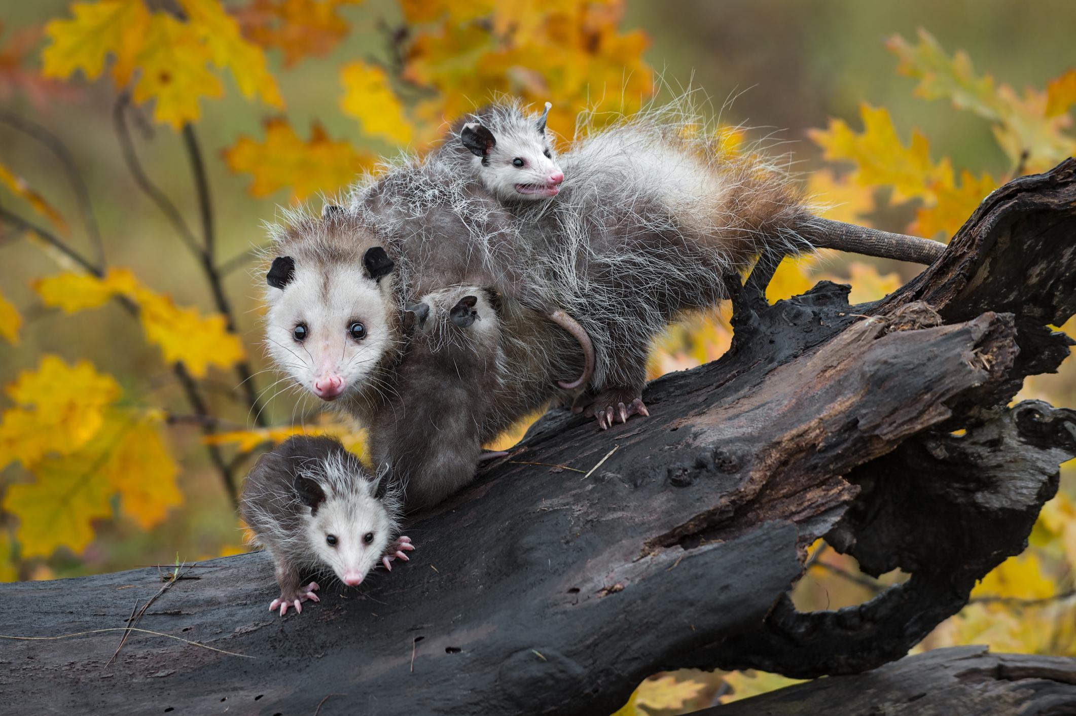 Possums