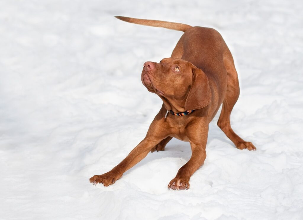 A dog Bowing is a positive animal behavior 